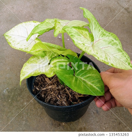 Healthy Syngonium White Butterfly Houseplant with Pale Green and White Veined Leaves in Black Pot Held by Hand Healthy Syngonium White Butterfly Houseplant with Pale Green and White Veined Leaves in Black Pot Held by Hand 135453263
