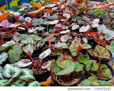Large Variety of Begonia Rex Houseplants in Nursery Greenhouse with Colorful Textured Foliage 135453267