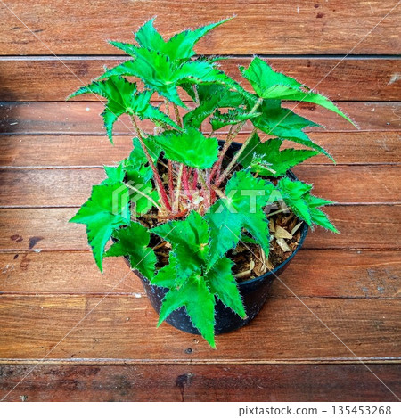 Begonia Cleopatra or Star Begonia with Spiky Textured Green Leaves Begonia Cleopatra or Star Begonia with Spiky Textured Green Leaves 135453268