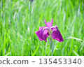 初夏沼澤中盛開的鳶尾花 135453340