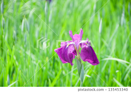 初夏沼澤中盛開的鳶尾花 135453340