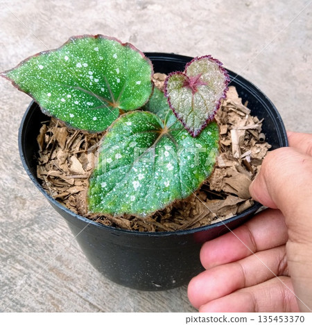 Young Begonia Rex Hybrid with Silver Spots and Red New Growth 135453370