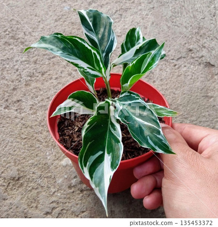 Variegated Calathea Fusion White Plant in Red Pot for Modern Interior Design Variegated Calathea Fusion White Plant in Red Pot for Modern Interior Design 135453372