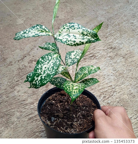 Dracaena Surculosa Gold Dust Plant with Spotted Green and Yellow Foliage 135453373