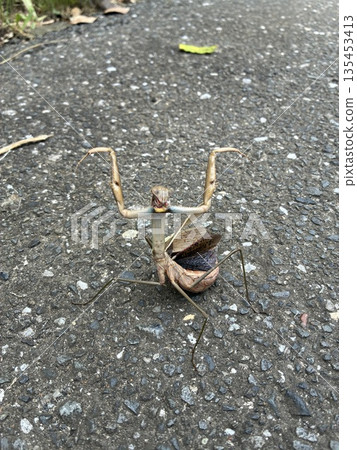 A threatening adult praying mantis A threatening adult praying mantis 135453413
