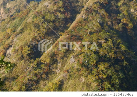 Erman's birch and autumn mountainside in the morning sun Erman's birch and autumn mountainside in the morning sun 135453462