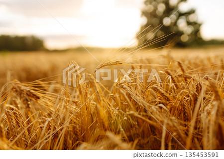 Gold wheat field. The idea of a rich harvest. Agriculture farm. Gold wheat field. The idea of a rich harvest. Agriculture farm. 135453591