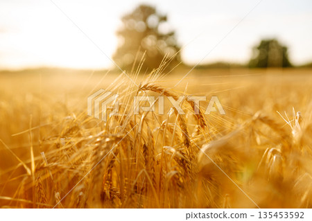 Gold wheat field. The idea of a rich harvest. Agriculture farm. 135453592