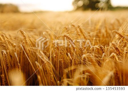 Gold wheat field. The idea of a rich harvest. Agriculture farm. 135453593