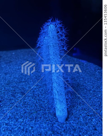 Sea Urchin Sea Urchin 135453606