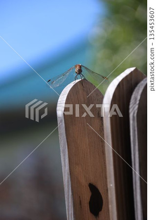 A dragonfly resting on a stupa A dragonfly resting on a stupa 135453607