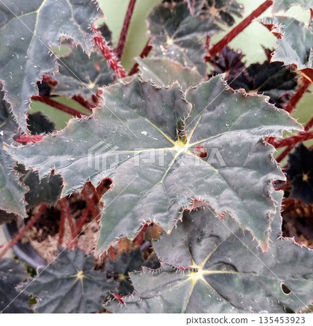 Dark Begonia Black Magic Leaf Close Up with Red Hairy Stems and Serrated Edges Dark Begonia Black Magic Leaf Close Up with Red Hairy Stems and Serrated Edges 135453923