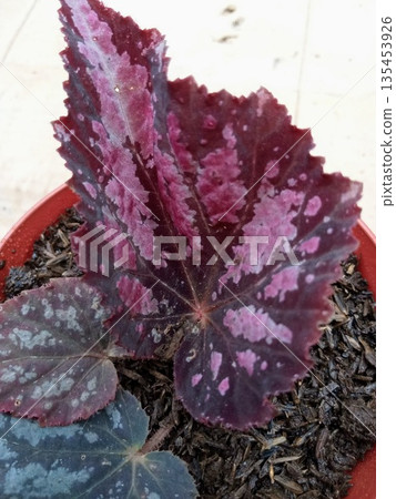 Close Up of Rex Begonia Plant with Vibrant Purple and Silver Variegated Leaves in Red 135453926