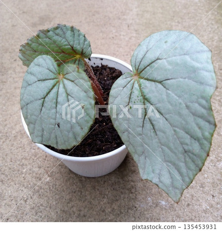 Begonia Venosa Rare Houseplant with Silvery Textured Leaves in White Pot Begonia Venosa Rare Houseplant with Silvery Textured Leaves in White Pot 135453931