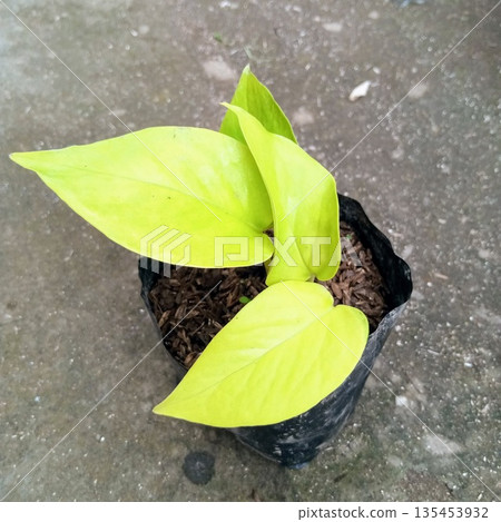 Neon Pothos Epipremnum Aureum Tropical Houseplant in Small Black Nursery Grow Bag Pot Neon Pothos Epipremnum Aureum Tropical Houseplant in Small Black Nursery Grow Bag Pot 135453932