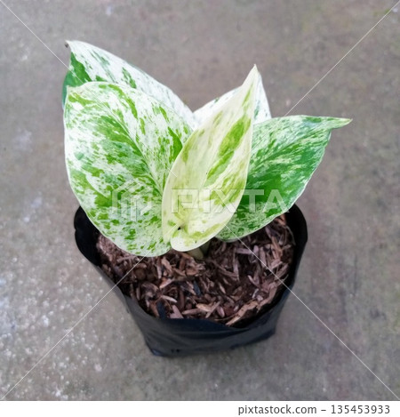 Marble Queen Pothos Variegated Houseplant Seedling with White and Green Mottled Foliage Marble Queen Pothos Variegated Houseplant Seedling with White and Green Mottled Foliage 135453933