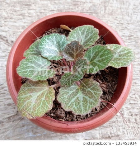 Saxifraga Stolonifera Strawberry Begonia Creeping Plant in Terracotta Pot Saxifraga Stolonifera Strawberry Begonia Creeping Plant in Terracotta Pot 135453934
