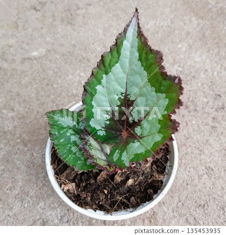 Young Begonia Rex Leaf Propagation in Small Pot for Indoor Gardening Young Begonia Rex Leaf Propagation in Small Pot for Indoor Gardening 135453935