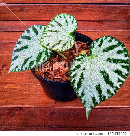 Begonia Masoniana Iron Cross Style Foliage in Rustic Setting Begonia Masoniana Iron Cross Style Foliage in Rustic Setting 135453952