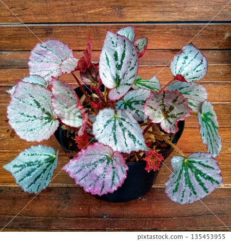 Silver and Pink Rex Begonia Houseplant with Detailed Leaf Texture 135453955