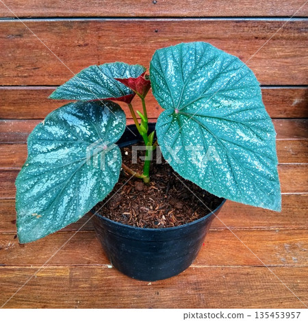 Angel Wing Begonia Spotted Leaf Houseplant in Black Pot Indoor Decor Angel Wing Begonia Spotted Leaf Houseplant in Black Pot Indoor Decor 135453957