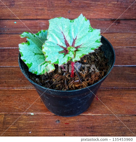 Silver Rex Begonia Seedling with Red Center and Hairy Pink Stems Silver Rex Begonia Seedling with Red Center and Hairy Pink Stems 135453960