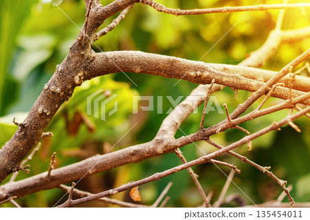 Dormant Branches Bathed in Golden Light. Forest Background. Nature and Environment concept. sunny forest. High quality photo Dormant Branches Bathed in Golden Light. Forest Background. Nature and Environment concept. sunny forest. High quality photo 135454011