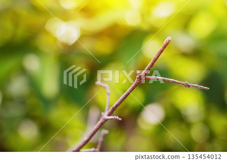 Bare Branch in Golden Sunlight with Bokeh Background. Nature Background. Environment concept. Green Garden. High quality photo Bare Branch in Golden Sunlight with Bokeh Background. Nature Background. Environment concept. Green Garden. High quality photo 135454012