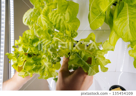 Cropped shot of plant researcher examining microgreens growing in modern vertical hydroponic farm, showcasing innovative and sustainable agriculture techniques. Concept of urban farming. Cropped shot of plant researcher examining microgreens growing in modern vertical hydroponic farm, showcasing innovative and sustainable agriculture techniques. Concept of urban farming. 135454109