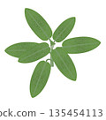 Branch with sage leaves on a white background. 135454113