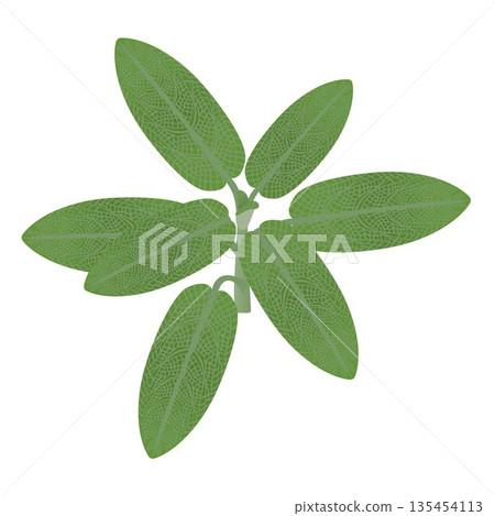 Branch with sage leaves on a white background. Branch with sage leaves on a white background. 135454113