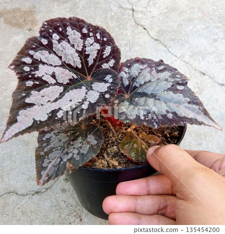 Rex Begonia Silver Spot Variety with Hand for Scale Comparison 135454200