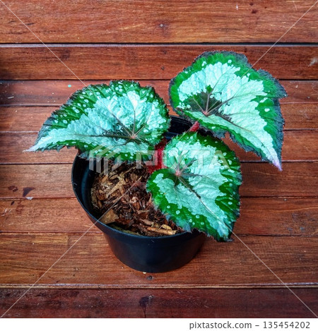 Rex Begonia Silver Shadow with Large Variegated Heart Shaped Leaves Rex Begonia Silver Shadow with Large Variegated Heart Shaped Leaves 135454202