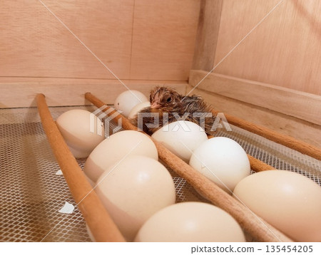Newly Hatched Brown Chick Sitting Among White Eggs in Brooder 135454205