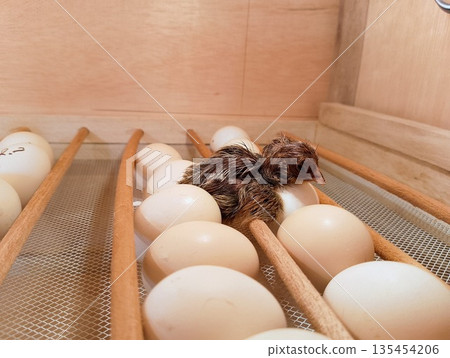 Side View of Wet Baby Chick Hatcher Resting in Wooden Incubator 135454206
