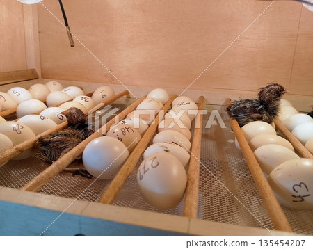 Professional Egg Incubator with Newborn Chick and Numbered Eggs in Hatchery Professional Egg Incubator with Newborn Chick and Numbered Eggs in Hatchery 135454207