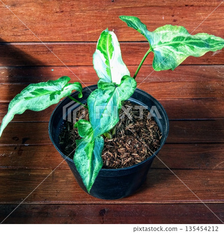 Variegated Syngonium Plant in Black Pot Against Dark Wood Wall Variegated Syngonium Plant in Black Pot Against Dark Wood Wall 135454212