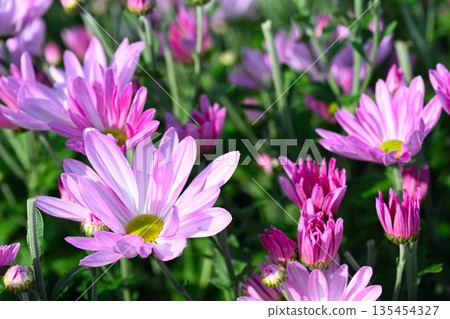Cultivated edible chrysanthemum flowers (Minami Ward, Niigata City, Niigata Prefecture) Cultivated edible chrysanthemum flowers (Minami Ward, Niigata City, Niigata Prefecture) 135454327