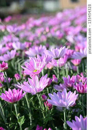 Cultivated edible chrysanthemum flowers (Minami Ward, Niigata City, Niigata Prefecture) 135454328