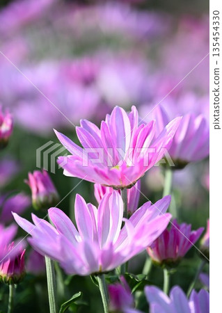 Cultivated edible chrysanthemum flowers (Minami Ward, Niigata City, Niigata Prefecture) Cultivated edible chrysanthemum flowers (Minami Ward, Niigata City, Niigata Prefecture) 135454330