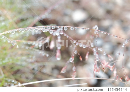 The delicate structure of the grass lined with water droplets and the tranquil atmosphere The delicate structure of the grass lined with water droplets and the tranquil atmosphere 135454344