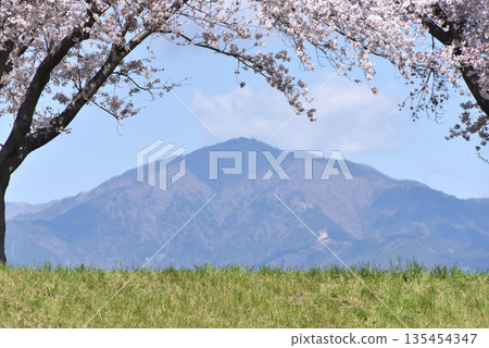 Oyama and cherry blossoms 135454347