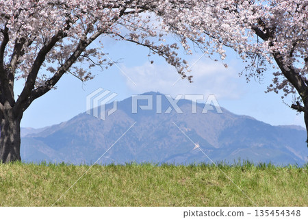 大山和櫻花 135454348