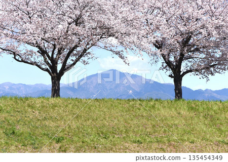 Sakura and Oyama 135454349