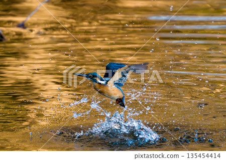 翠鳥上鉤的那一刻 翠鳥上鉤的那一刻 135454414