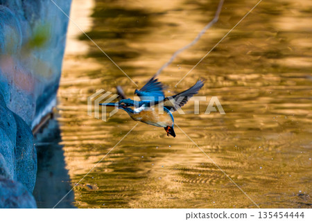 Flying kingfisher Flying kingfisher 135454444
