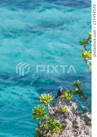 A small bird on the shore gazing at the tropical sea A small bird on the shore gazing at the tropical sea 135454570