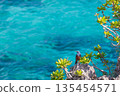 A small bird on the shore gazing at the tropical sea 135454571