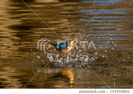 翠鳥起飛的那一刻 翠鳥起飛的那一刻 135454602