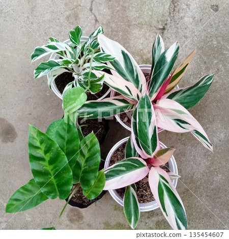 Collection of Tropical Variegated Houseplants including Calathea and Stromanthe Triostar Collection of Tropical Variegated Houseplants including Calathea and Stromanthe Triostar 135454607